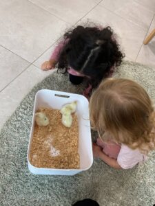 Chicks hatching at Elimatta